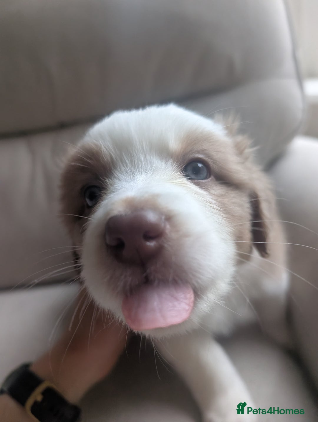 Australian Shepherd dogs for sale: 2 Female Australian Shepherd Puppies - Image 4