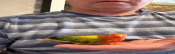 Lovebirds birds for sale: Ficshers lovebirds  - Advert 3