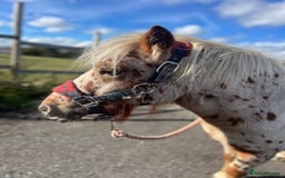 Shetland pony horses for sale: Shetland pony for sale - Image 2