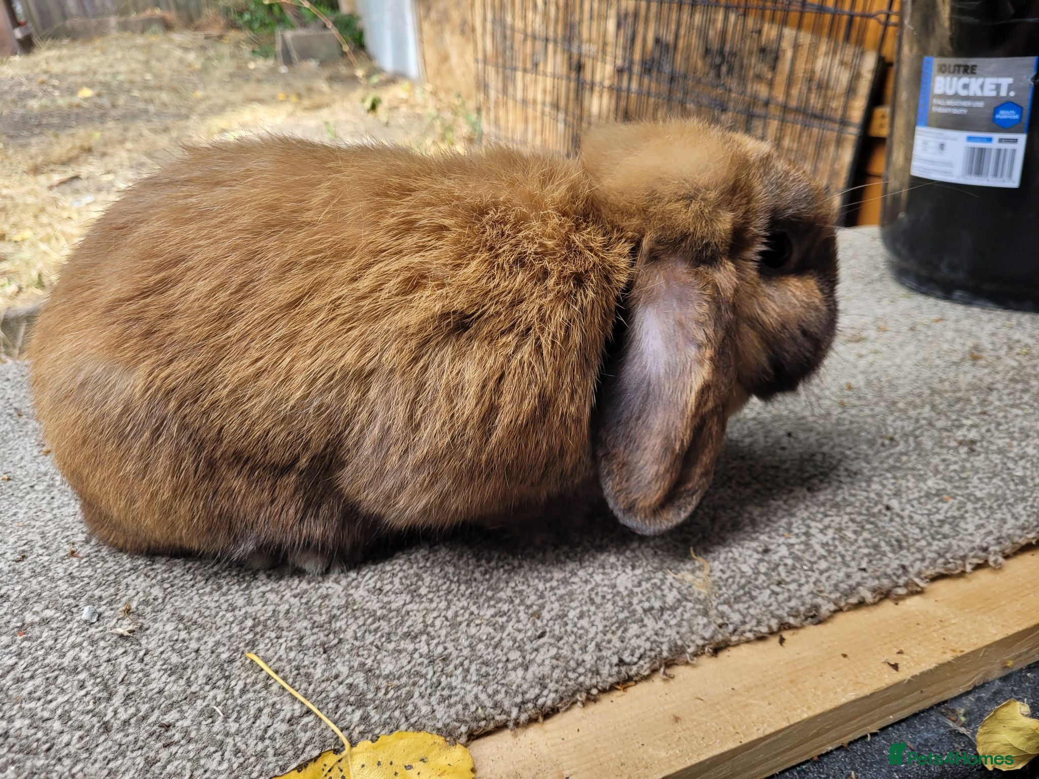 Mixed Breed rabbits Pregnant french lop  - Advert 1
