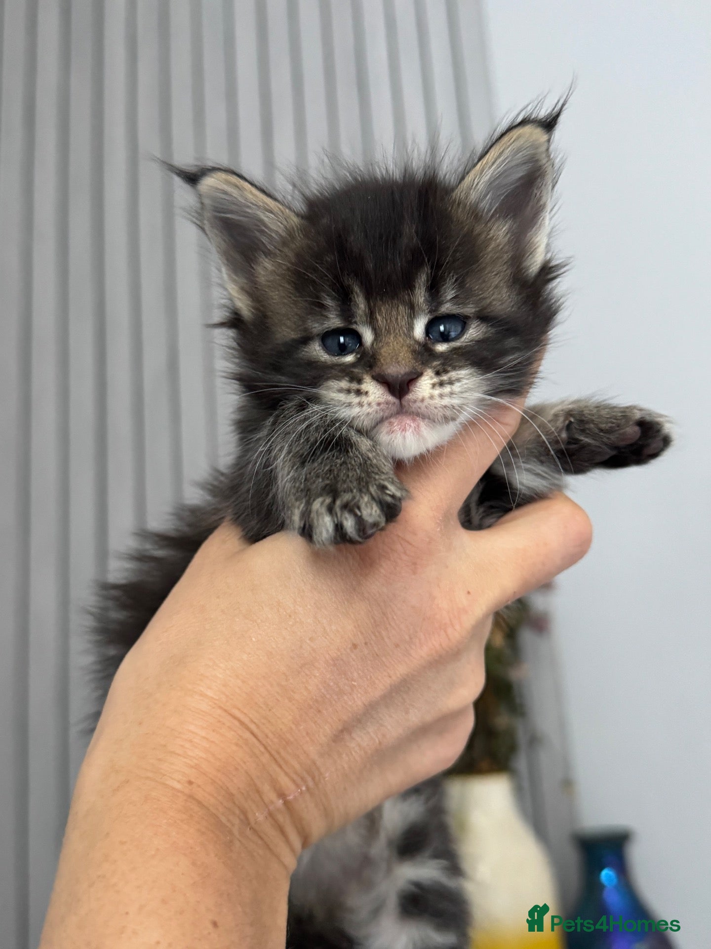 Maine Coon cats 🌟🌟 Amazing Kittens Maine Coon 🌟🌟 - Advert 4