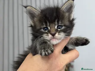 Maine Coon cats 🌟🌟 Amazing Kittens Maine Coon 🌟🌟 - Advert 4