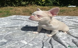 French Bulldog dogs for sale: French bulldog puppies - 3 boys 1 girl (pink husky - Image 25