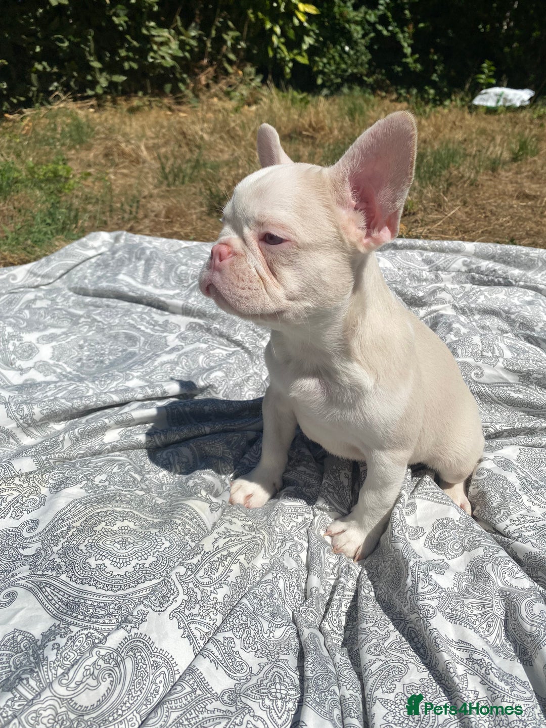 French Bulldog dogs for sale: French bulldog puppies - 3 boys 1 girl (pink husky - Image 25