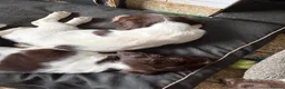 English Springer Spaniel dogs for sale: English Springer spaniel  in Carmarthen - Advert 17