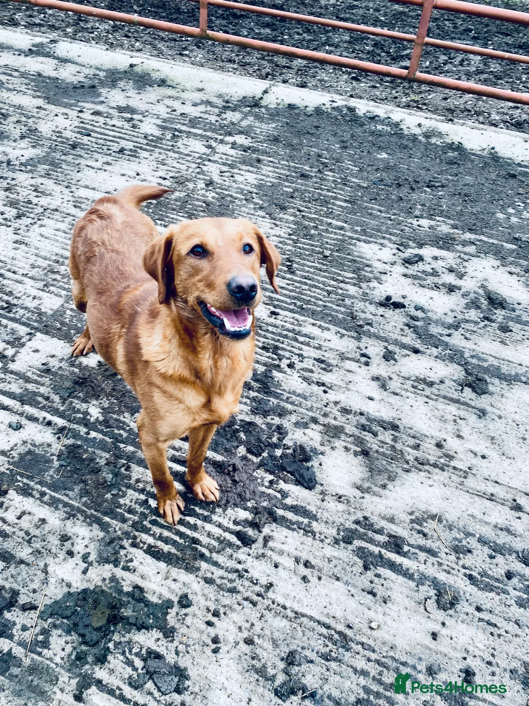 Labrador Retriever dogs for stud: Health clear,hip scored,KC Red Labrador for stud in Darlington - Advert 6