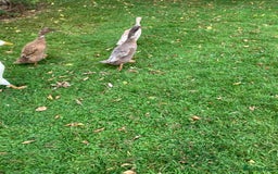 Ducks poultry for sale: Runner ducks, various ages - Image 2