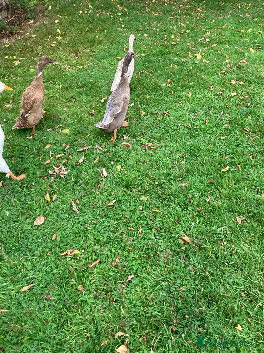 Ducks poultry for sale: Runner ducks, various ages - Image 2