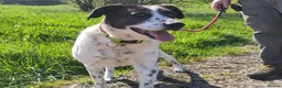 Mixed Breed dogs for adoption: Lula, a spanish mastif - pointer cross  in Barnoldswick - Advert 11