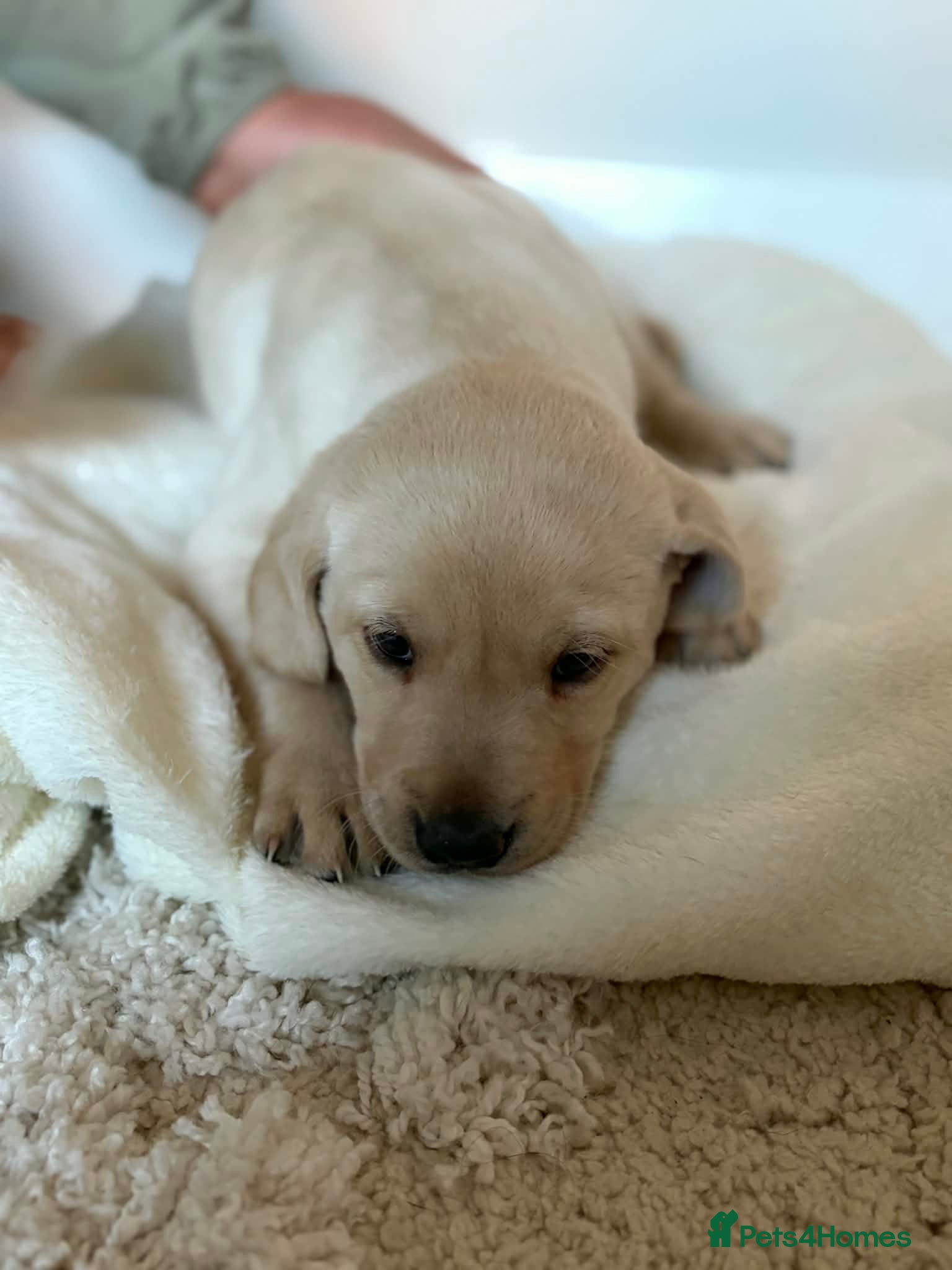 Labrador Retriever dogs 🐾LAST 2 KC Registered Labrador Puppies 🐾 - Advert 2