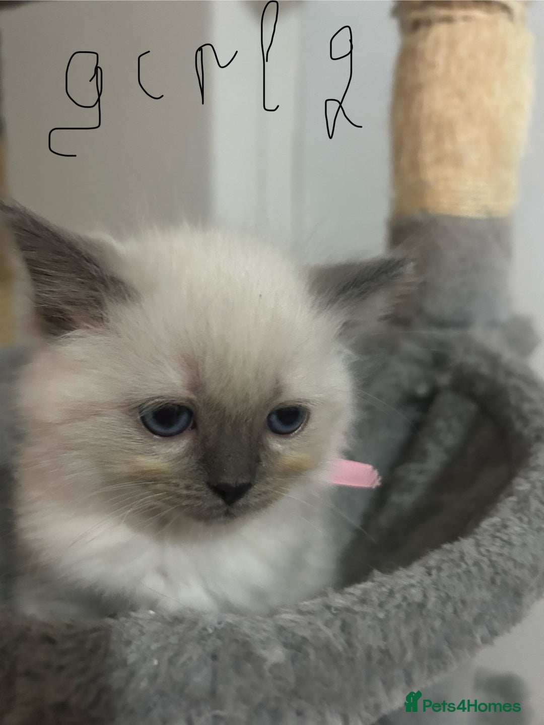 Ragdoll cats for sale: A real ragdoll - Advert 9