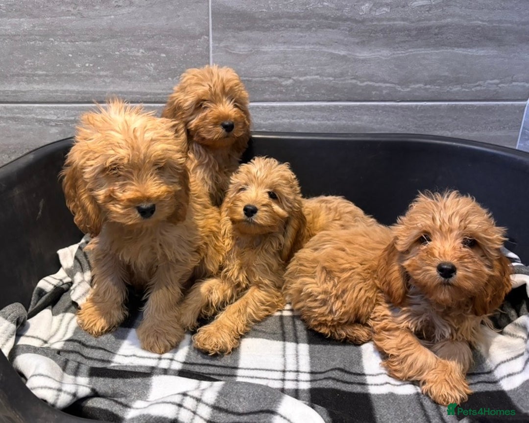 Cockapoo dogs for sale: Beautiful gold Cockapoo puppies - Advert 8