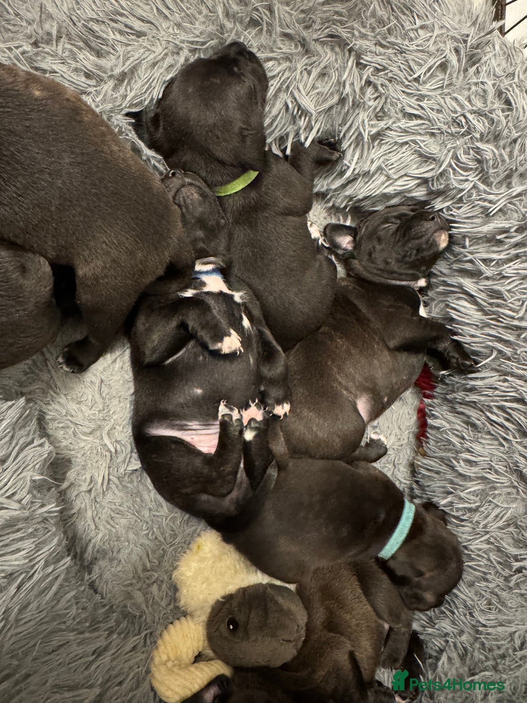 Staffordshire Bull Terrier dogs for sale: KC Staffordshire bull terrier puppies  - Advert 11