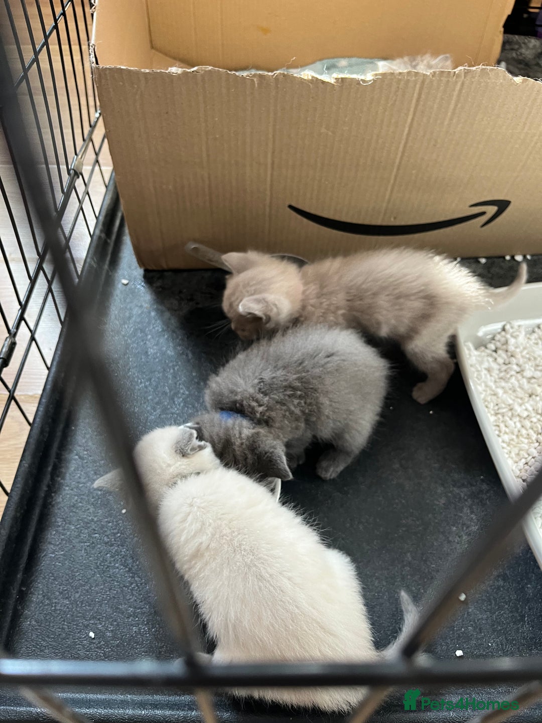 Mixed Breed cats for sale: Beautiful Ragdoll x BSH kittens for sale! - Image 11