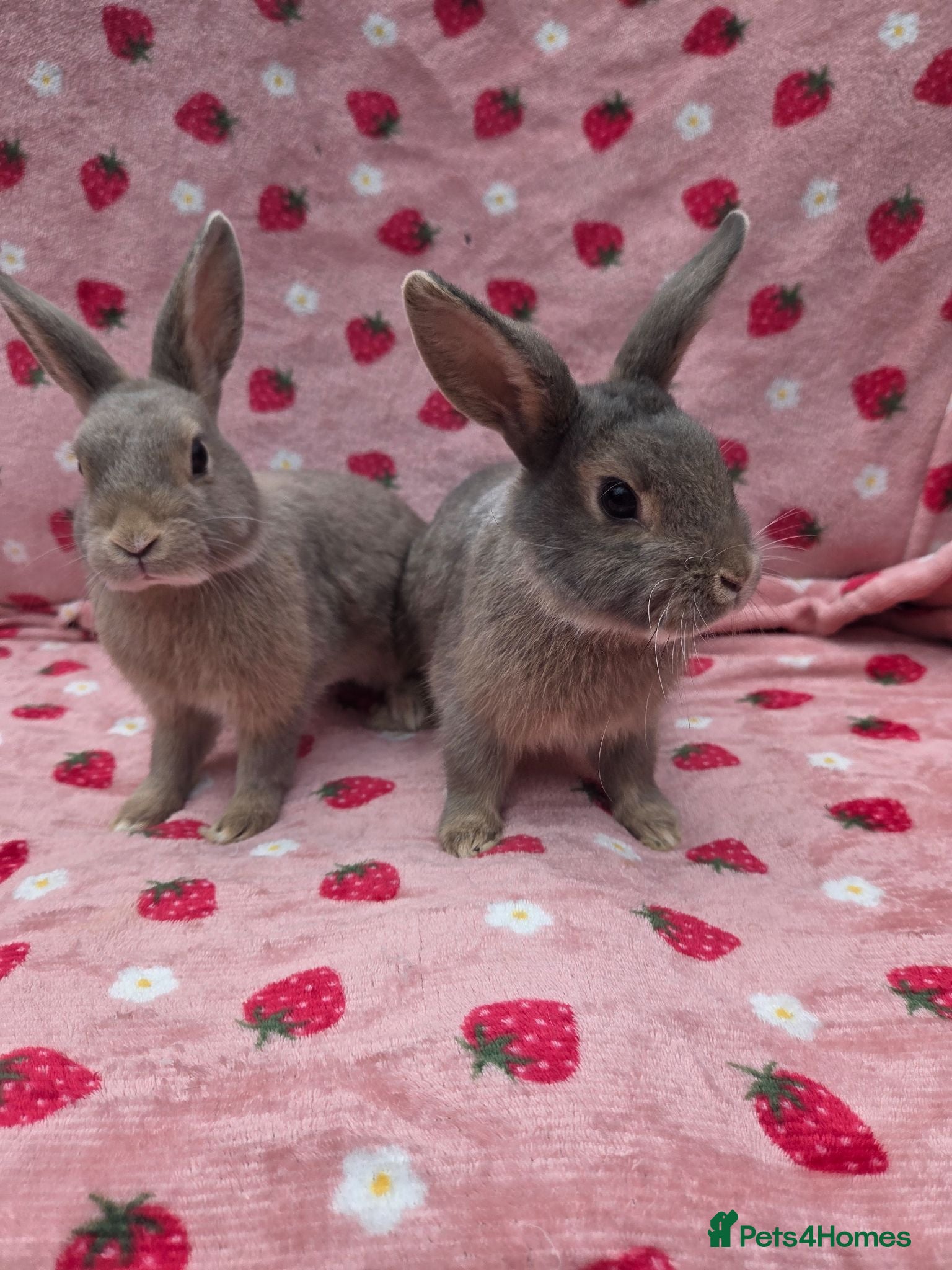 Mixed Breed rabbits Silly tame blue fawn plush mini lop - Advert 1