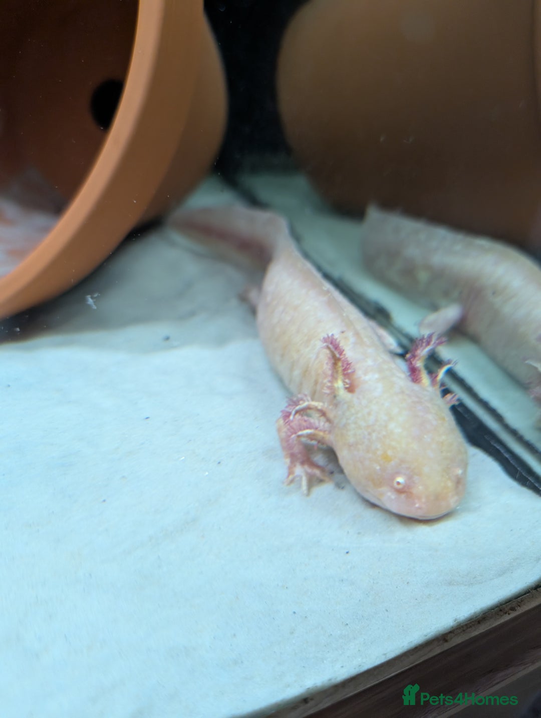 Axolotl reptiles for sale: Axolotl and Set up - Image 2