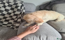 Golden Retriever dogs for sale: Golden retriever puppy - Image 11