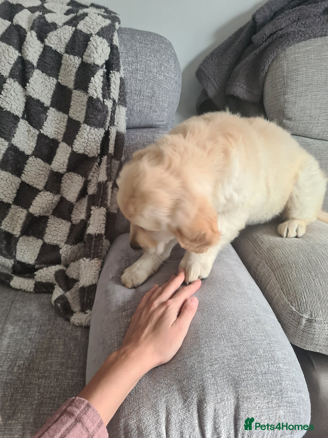 Golden Retriever dogs for sale: Golden retriever puppy - Image 11
