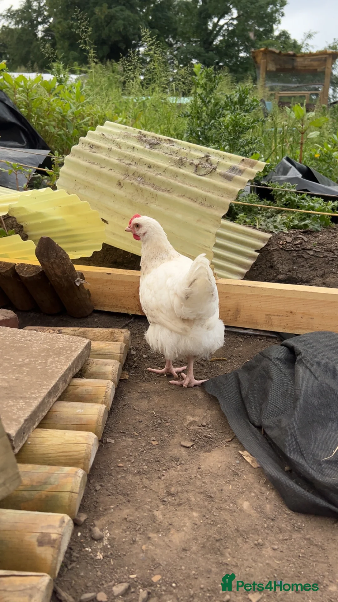 Chickens poultry for sale: 8 week old buff silkie rooster  in Preston - Advert 2