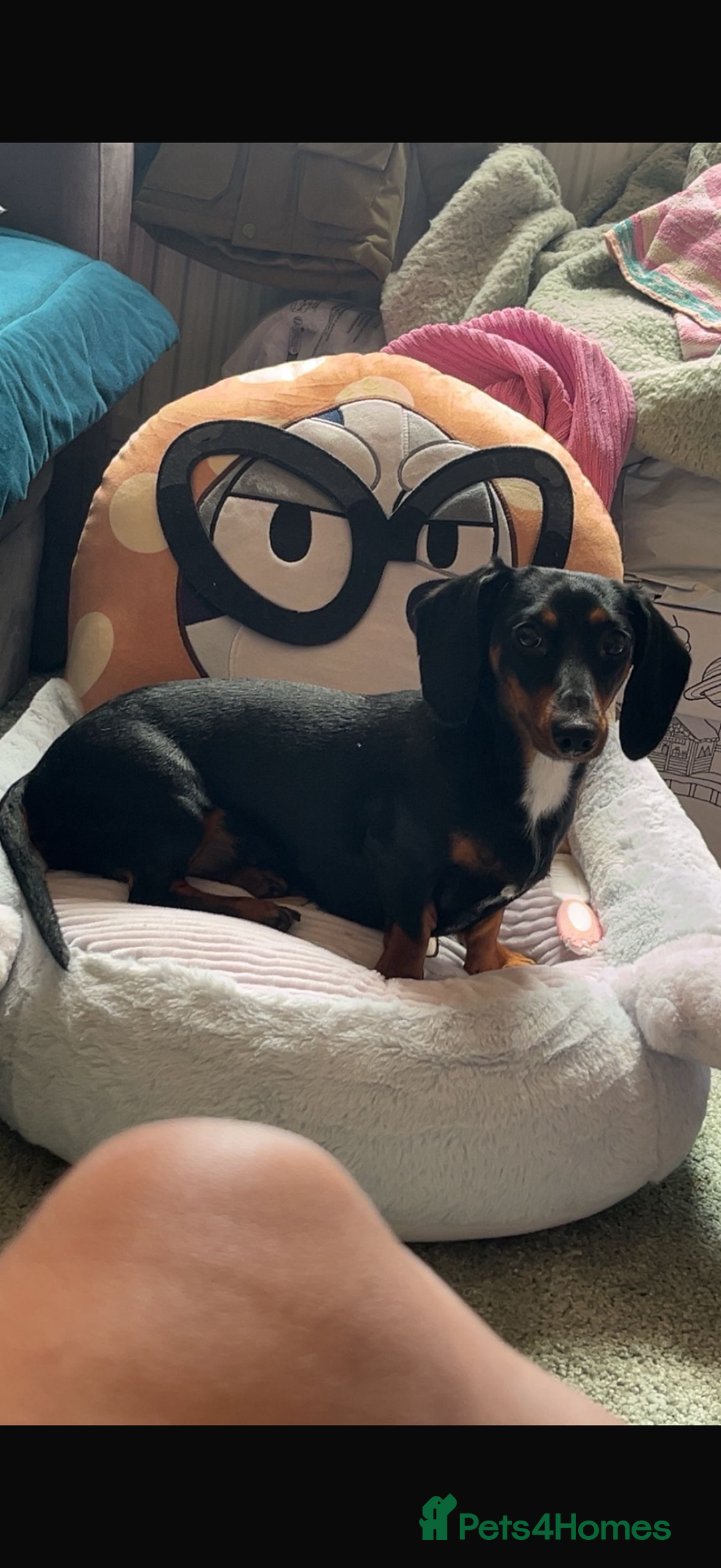 Miniature Dachshund dogs for sale: Annie Mini dachshund  - Advert 2