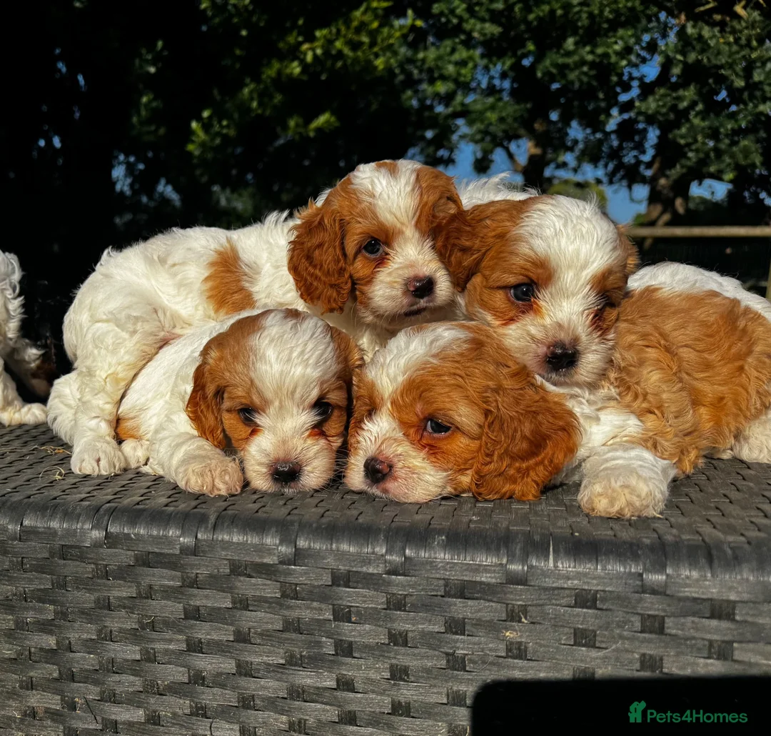 Cavapoo dogs for sale: Cavapoo’s extensively health tested rare colours  - Advert 1