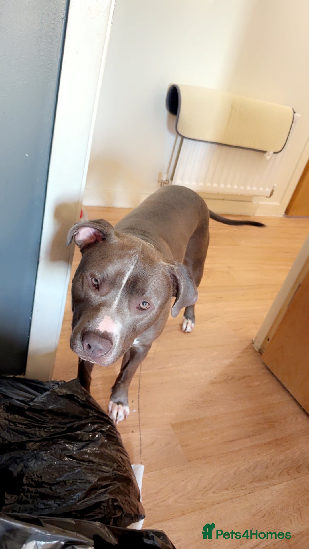 Mixed Breed dogs for sale: Loving home for Storm - Image 2