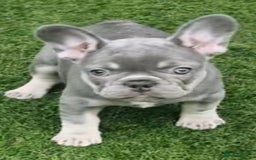 French Bulldog dogs for sale: 🐾 Girl French Bulldog [15 Weeks Old] 🐾  - Image 3
