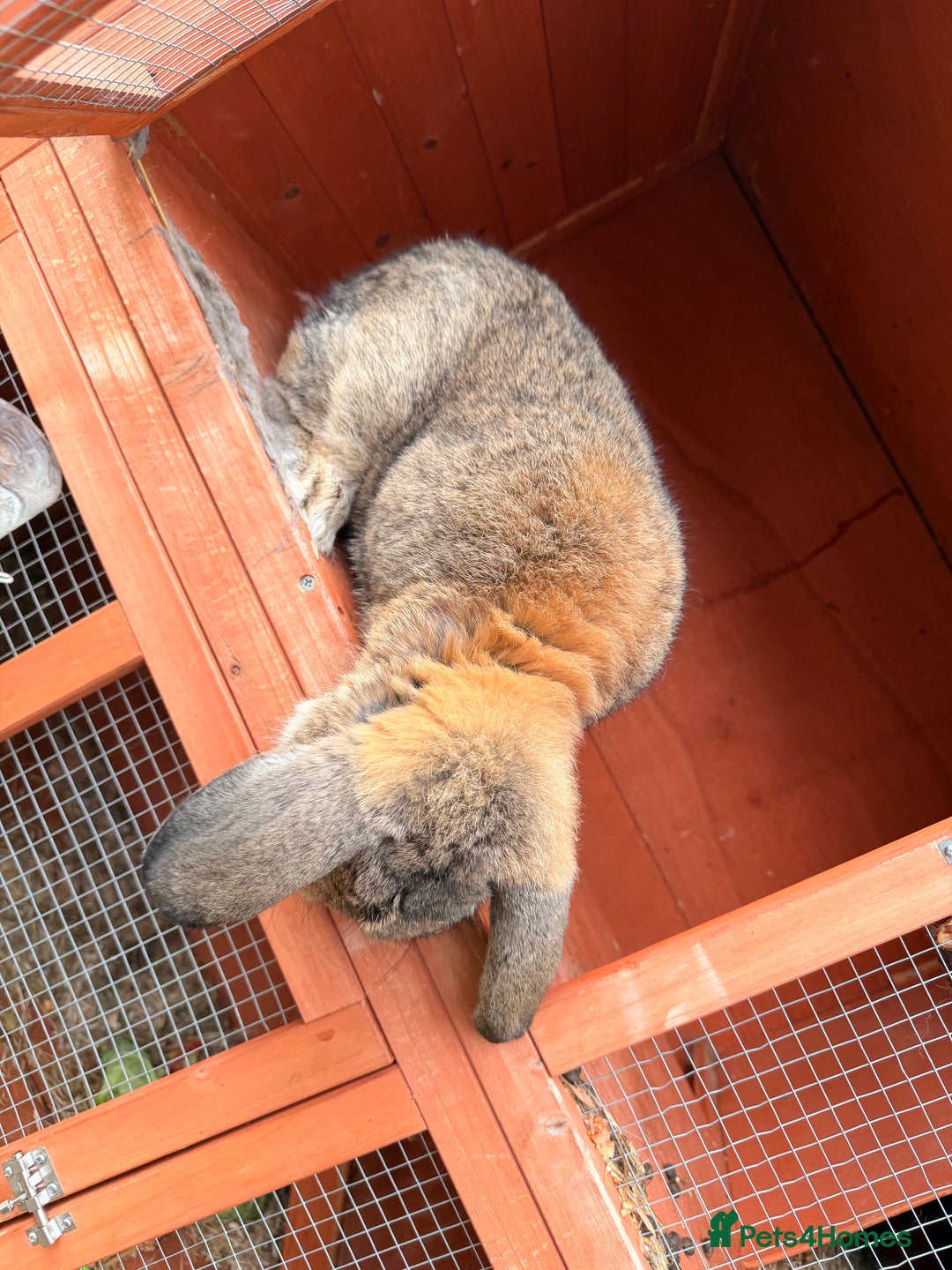 Mini Lop rabbits for sale: Cute and Friendly Bunny for Sale - Image 2