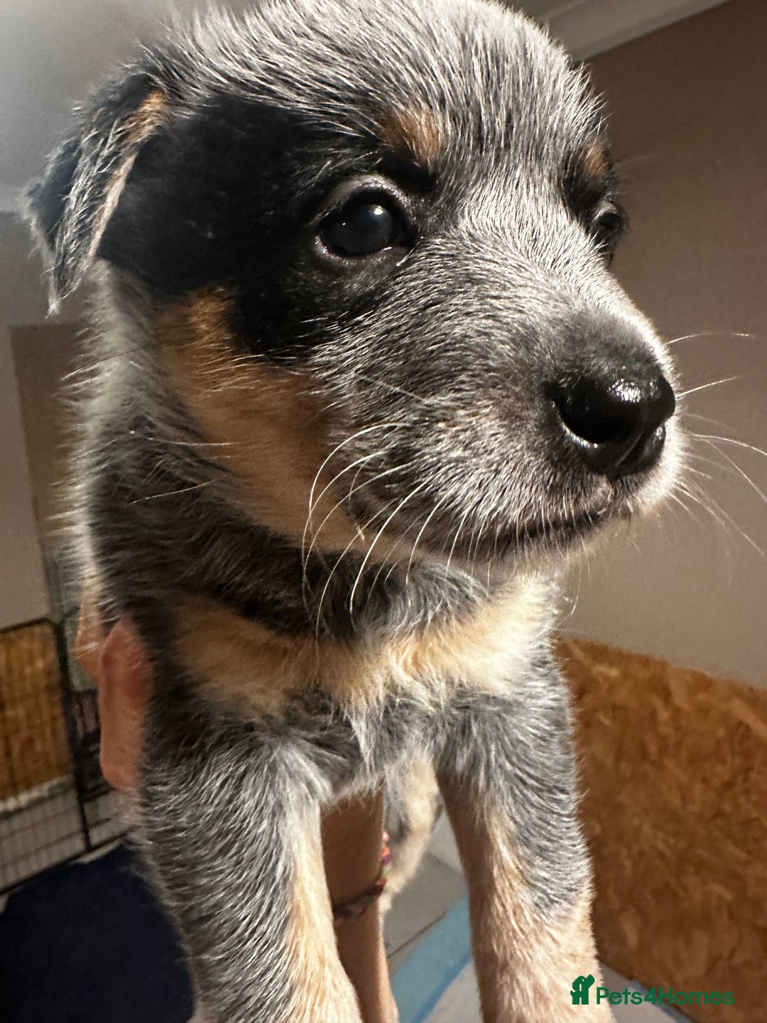 Australian Cattle Dog dogs for sale: Absolutely stunning litter!! - Advert 2