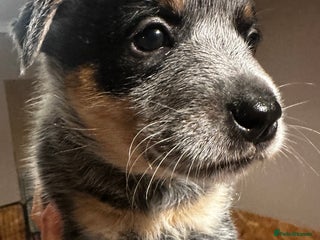 Australian Cattle Dog dogs Absolutely stunning litter!! - Advert 4