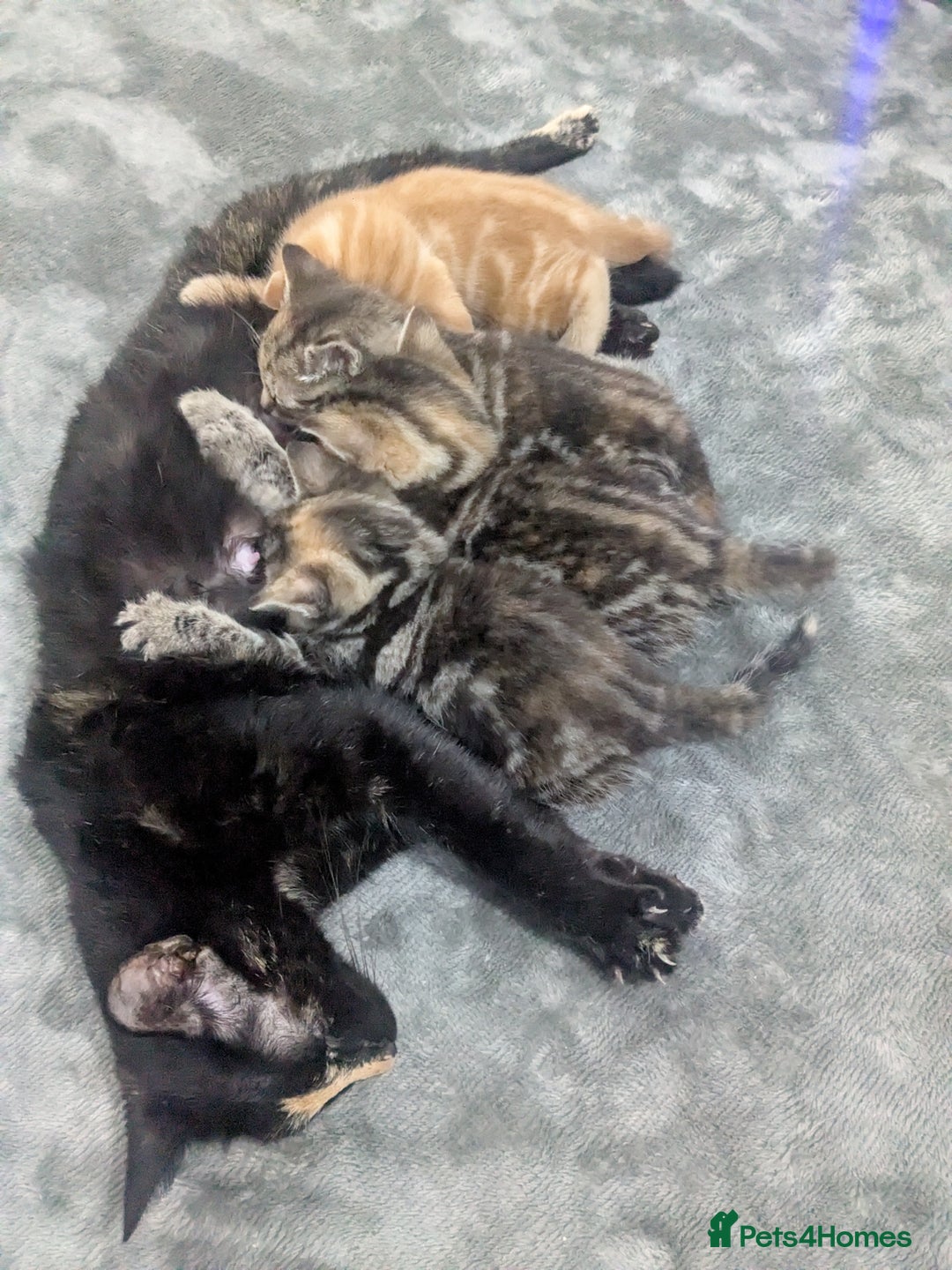 Mixed Breed cats for sale: Kitten for sale - Advert 3