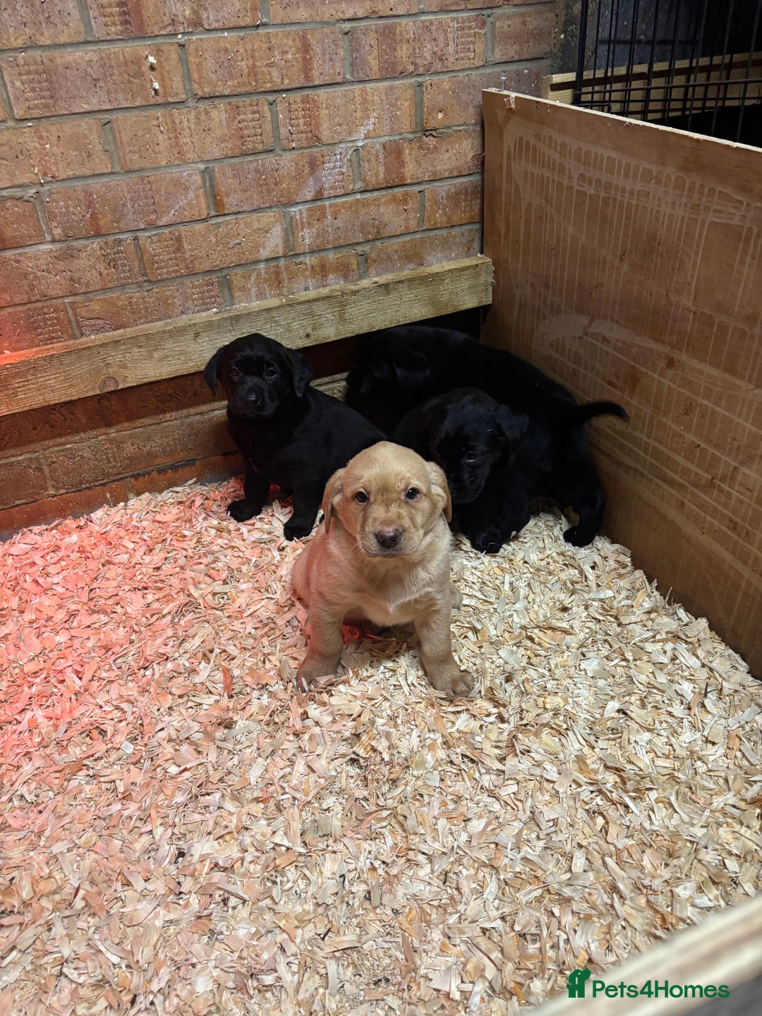 Labrador Retriever dogs for sale: Pure chunky Labrador puppies - Advert 5