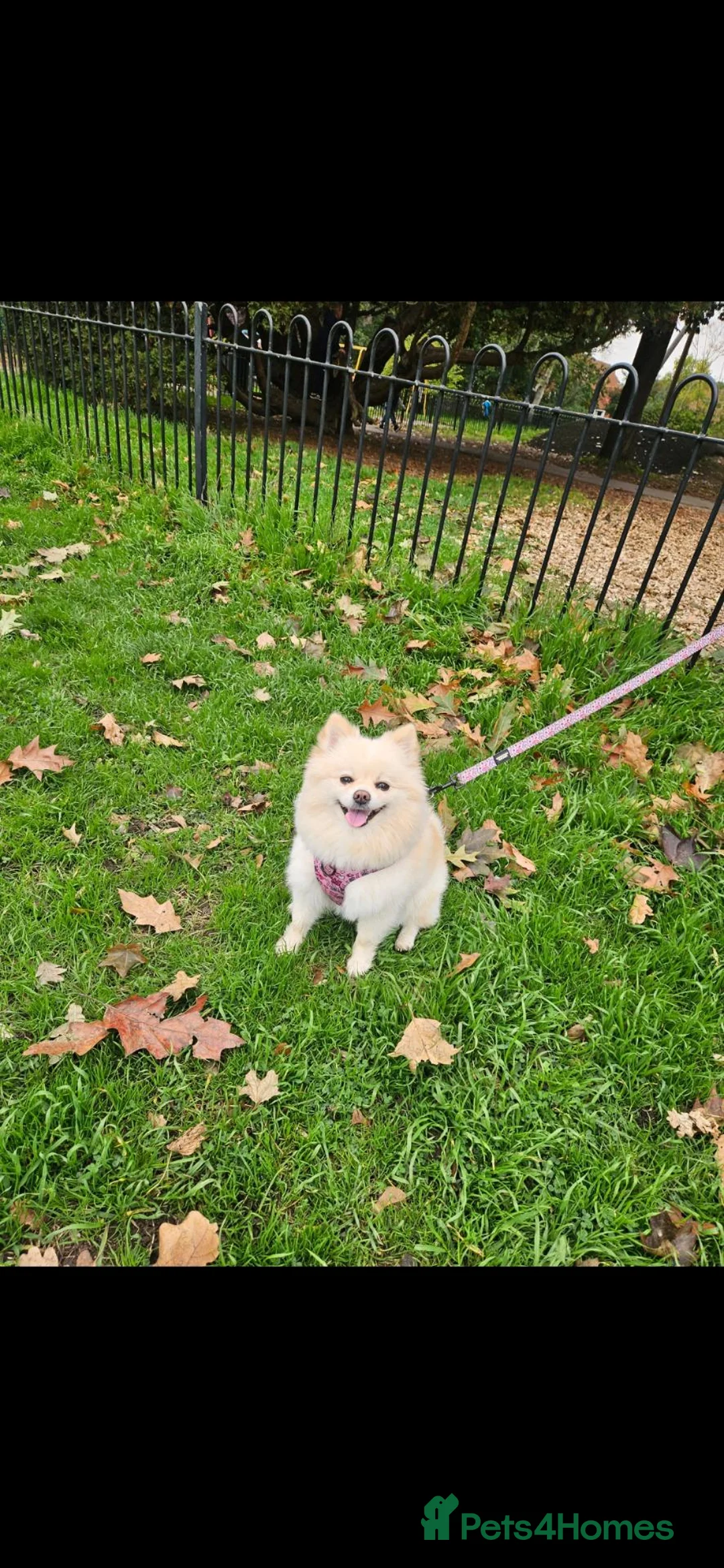 Pomeranian dogs for sale: Rehome a beautiful Pomeranian  in Bristol - Advert 1