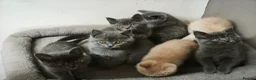 British Shorthair cats for sale: Stunning Rare Colours British Shorthair Kittens - Advert 21