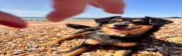 Mixed Breed dogs for sale: Indie in East Grinstead - Advert 5