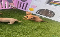 Mixed Breed dogs for sale: 7 beautiful jackshund puppies for sale - Image 29