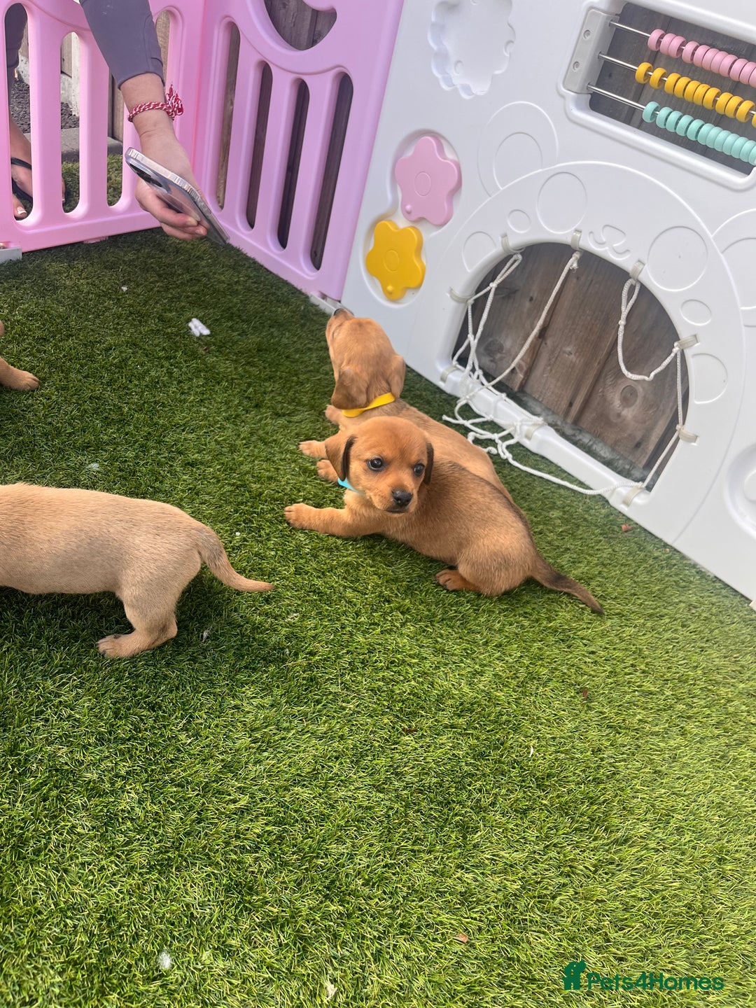 Mixed Breed dogs for sale: 7 beautiful jackshund puppies for sale - Image 29