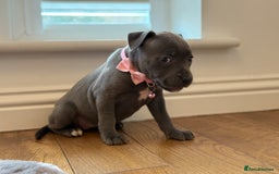 Staffordshire Bull Terrier dogs for sale: Ready for Their Forever Homes Now - Image 8