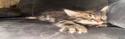 Maine Coon cats for sale: Stunning Maine Coon X Kittens Needing New Homes! - Advert 11