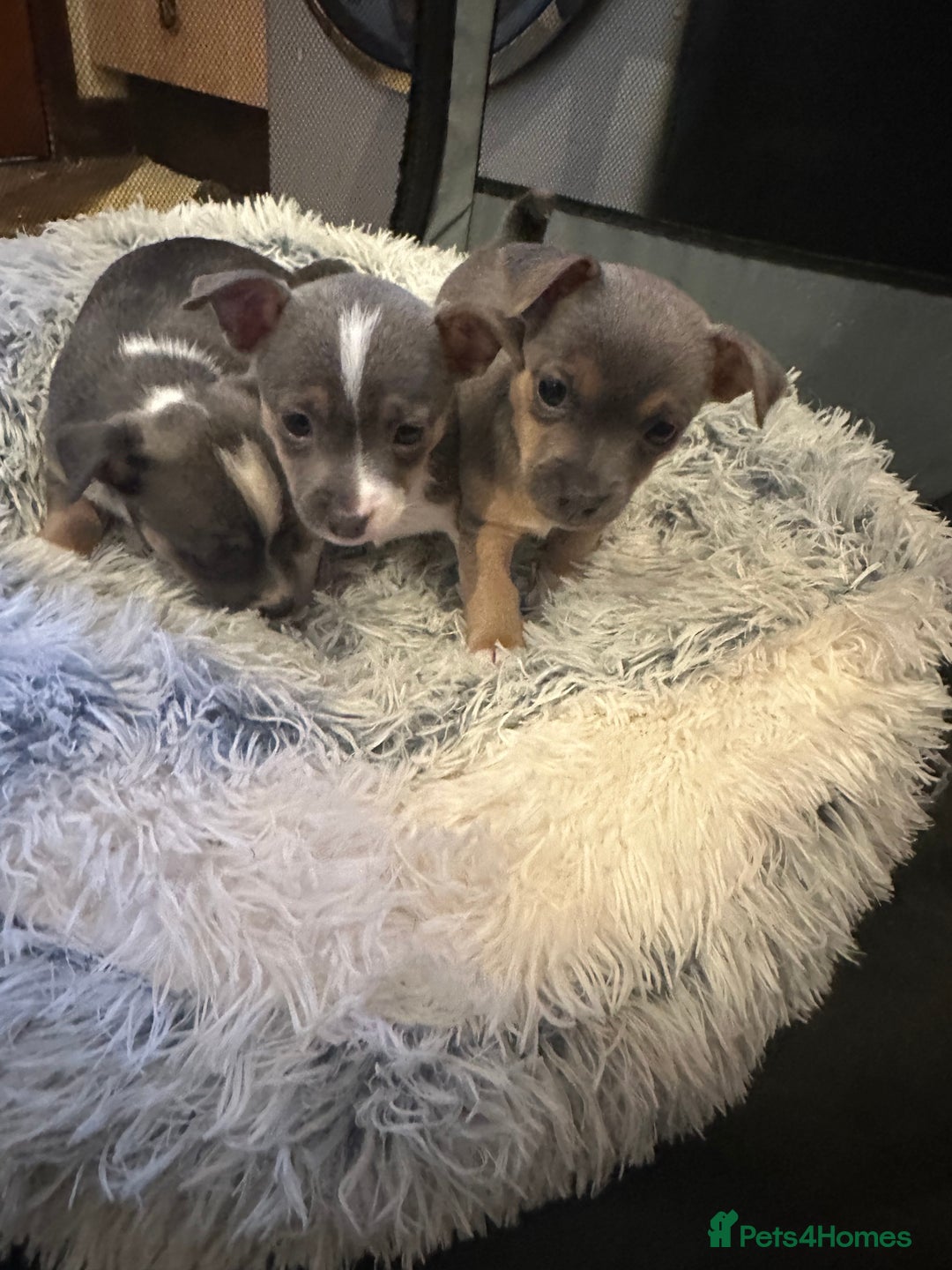 Jack Russell dogs for sale: Miniature miniature Jack Russel Puppies - Advert 14