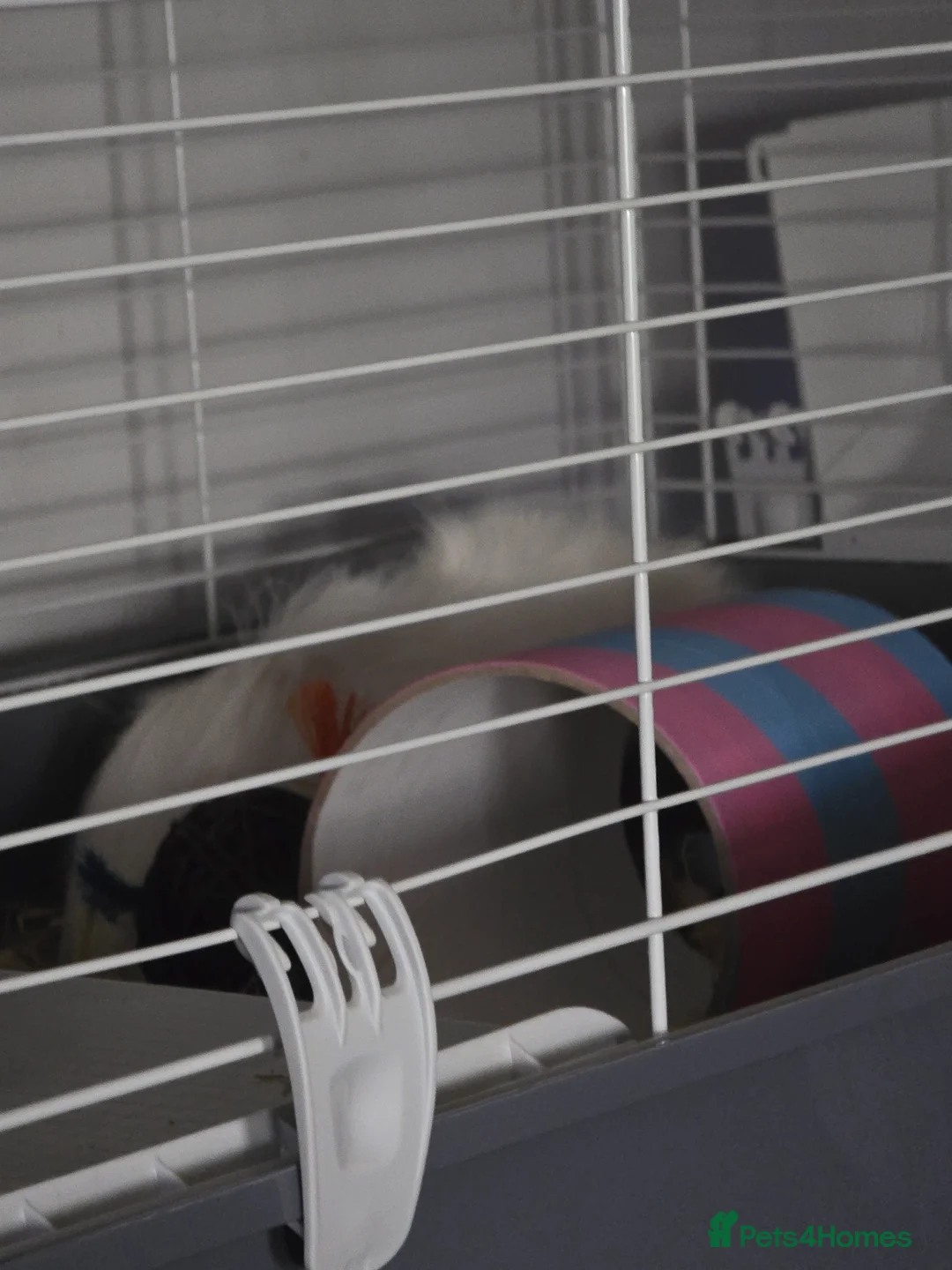 English rabbits for sale: Guinea-pig  in Uxbridge - Advert 2