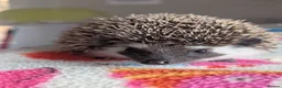 Pygmy Hedgehog rodents for sale: Beautiful Baby Hoglets Ready Now/Reserve - Advert 9