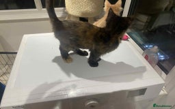 Maine Coon cats for sale: Xl mainecoon kittens  - Image 8