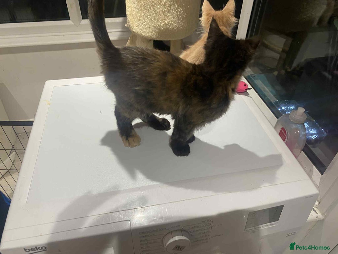 Maine Coon cats for sale: Xl mainecoon kittens  - Image 8