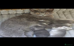 Scottish Fold cats for sale: Beautiful Scottish fold/straight kittens  - Image 13