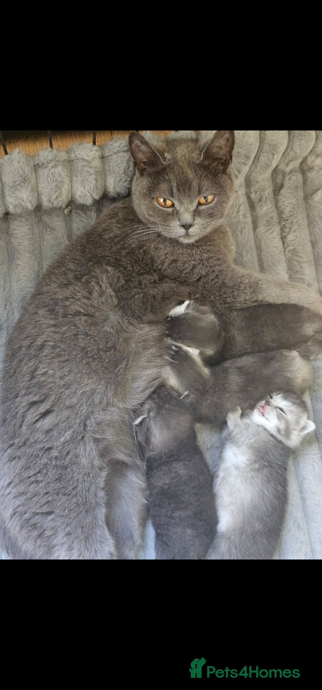 Scottish Fold cats for sale: Beautiful Scottish fold/straight kittens  - Image 13