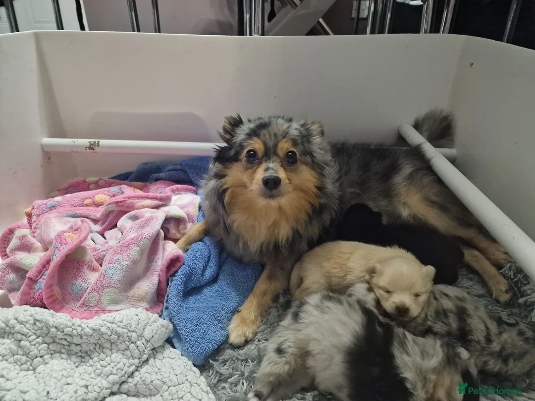 Pomeranian dogs for sale: Pomeranian Puppies for sale in Milton Keynes - Advert 7