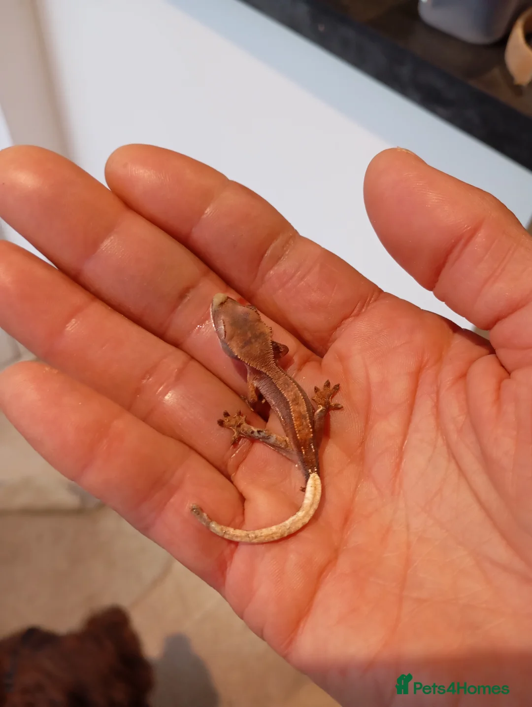 Gecko reptiles for sale: Baby crested gecko 1 month old - Advert 1