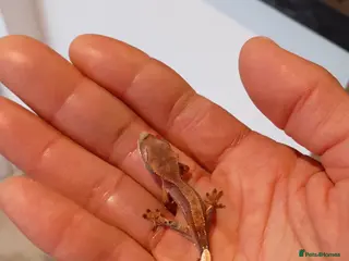Gecko reptiles Baby crested gecko 1 month old - Advert 2