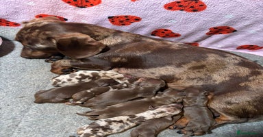Dachshund dogs - Advert 3